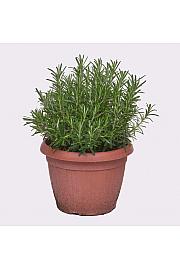Rosmarinus officinalis Ø25