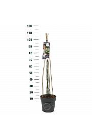 Rosy Boom White (Esprit dAmour) C6 Lit. 40-60 cm Vzpenjava