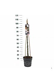 Rosy Boom Rose (Abellio) C6 Lit. 40-60 cm Vzpenjava