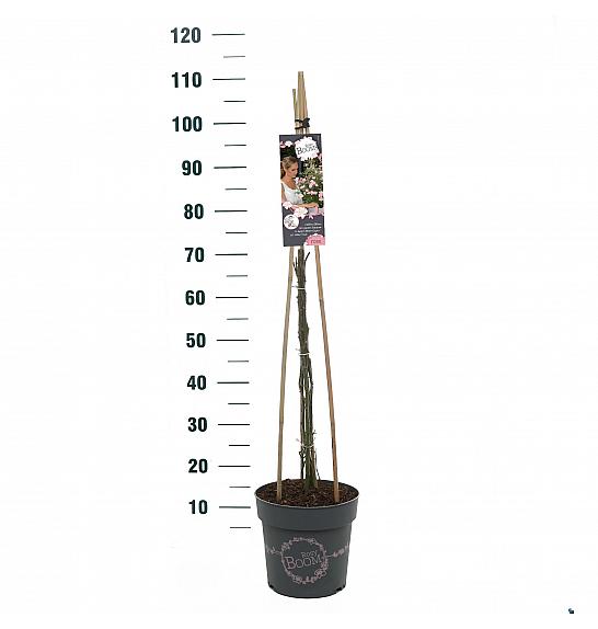 Rosy Boom Rose (Abellio) C6 Lit. 40-60 cm Vzpenjava