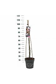 Rosy Boom Pink (Ohara) C6 Lit. 40-60 cm Vzpenjava