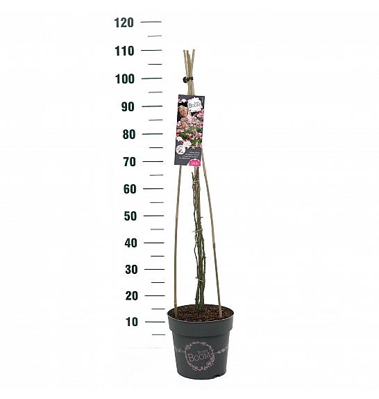 Rosy Boom Pink (Ohara) C6 Lit. 40-60 cm Vzpenjava