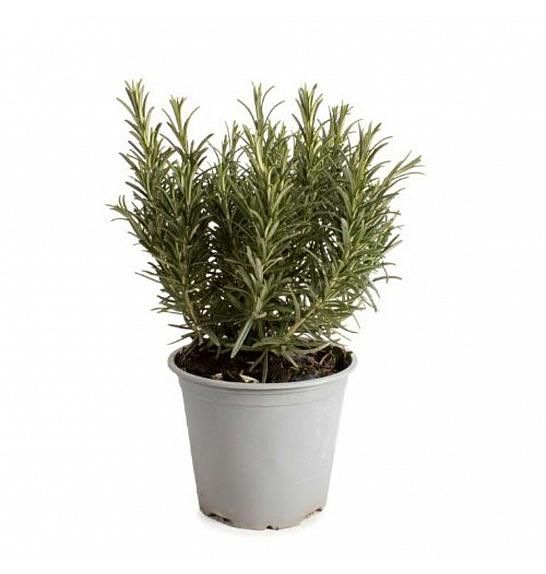 Rosmarinus officinalis Ø 14