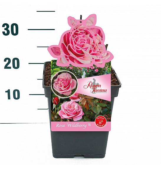 Rosa Wildberry® C5 Lit. 15-20 cm