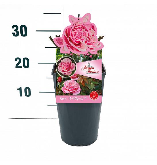 Rosa Wildberry® C3 Lit. 10-15 cm