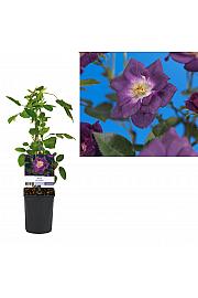 Rosa Veilchenblau C2,5 Lit. 40-60 cm Vzpenjava