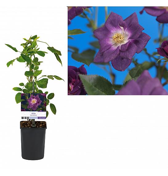 Rosa Veilchenblau C1 Lit. 20-30 cm