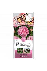 Rosa Sweet Candy® C5 Lit. 40-60 cm Vzpenjava