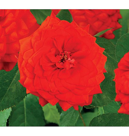 Rosa Superb Queen C1,5 Lit. 30-40 cm