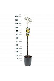 Rosa Sunsilk C6 Lit. Na steblu 90 cm