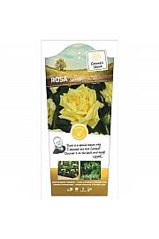 Rosa Sunsilk C6 Lit. Na steblu 60 cm