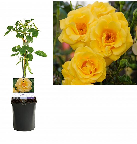 Rosa Spring Queen C1,5 Lit. 30-40 cm