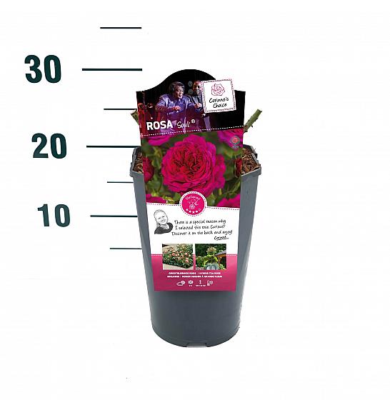 Rosa Soul® C3 Lit. 10-15 cm