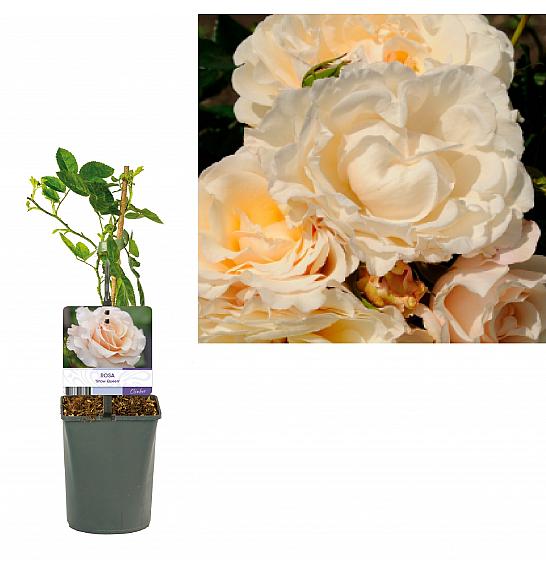 Rosa Snow Queen C1 Lit. 20-30 cm