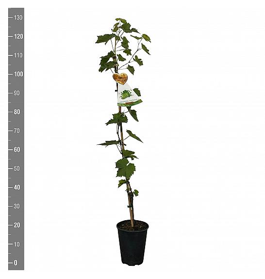Vitis vinifera Tonia® C4 Lit. 100-120 cm