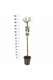 Rosa Sirius® C6 Lit. Na steblu 110 cm