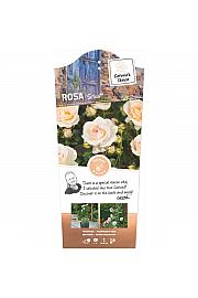 Rosa Sirius® C6 Lit. Na steblu 110 cm