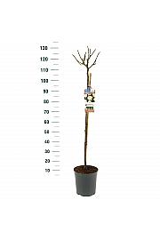 Rosa Sirius C6 Lit. Na steblu 90 cm