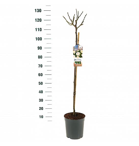 Rosa Sirius C6 Lit. Na steblu 90 cm