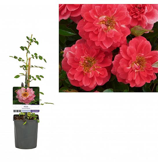 Rosa Salmon Queen C1 Lit. 20-30 cm