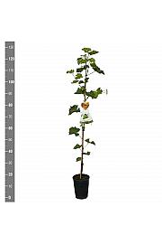 Vitis vinifera Talizman C4 Lit. 100-120 cm