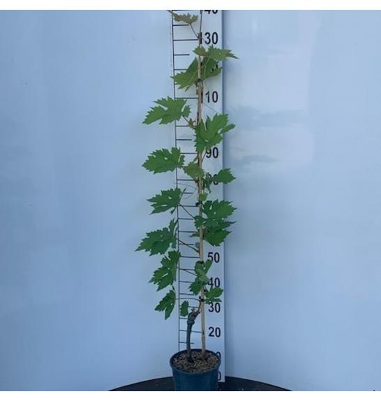 Vitis vinifera Sweety C4 Lit. 100-120 cm
