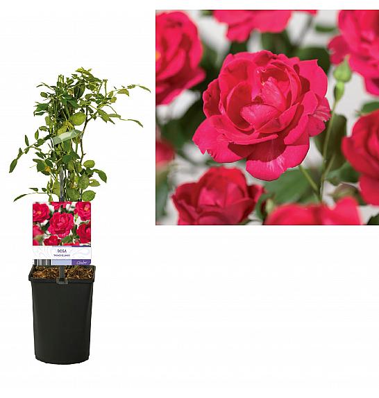 Rosa Royal Queen C1 Lit. 20-30 cm