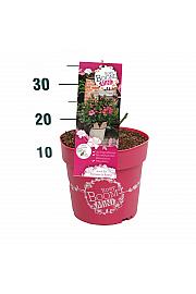 Rosa Rosy Boom® Mini C6 Lit. 30-40 cm
