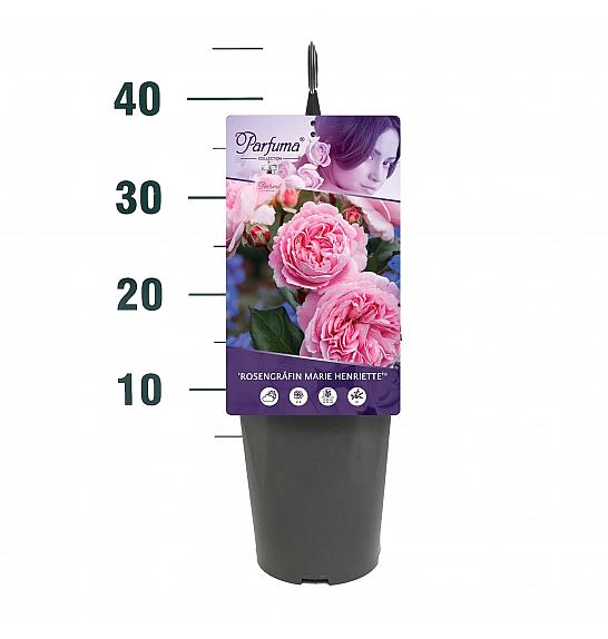 Rosa Rosengräfin Marie Henriette® C3 Lit. 10-15 cm