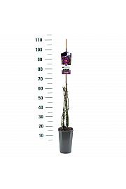 Rosa Rhapsody in Blue® C3 Lit. 50-60 cm Vzpenjava
