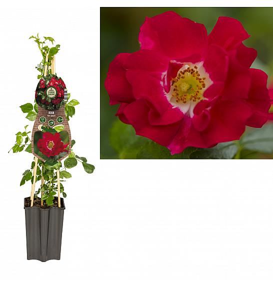 Rosa Red Queen C1,5 Lit. 30-40 cm
