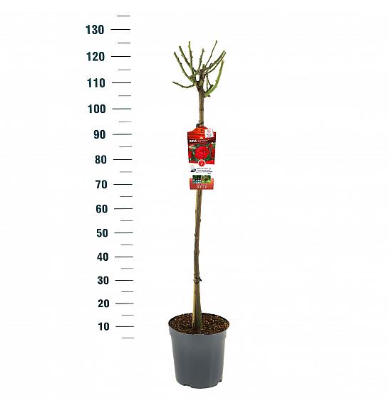Rosa Red Meilove C6 Lit. Na steblu 90 cm