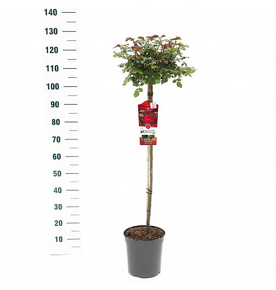 Rosa Red Meilove C6 Lit. Na steblu 90 cm