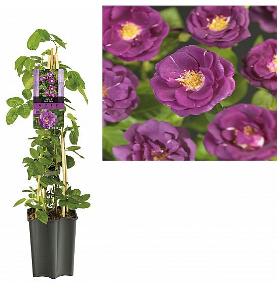 Rosa Purple Queen C1,5 Lit. 30-40 cm