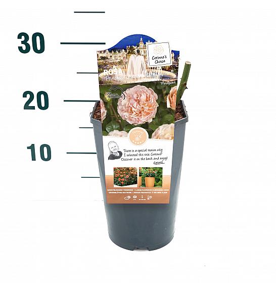 Rosa Princesse Charlene de Monaco C3 Lit. 10-15 cm