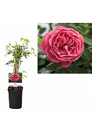 Rosa Pinky Queen C1,5 Lit. 30-40 cm