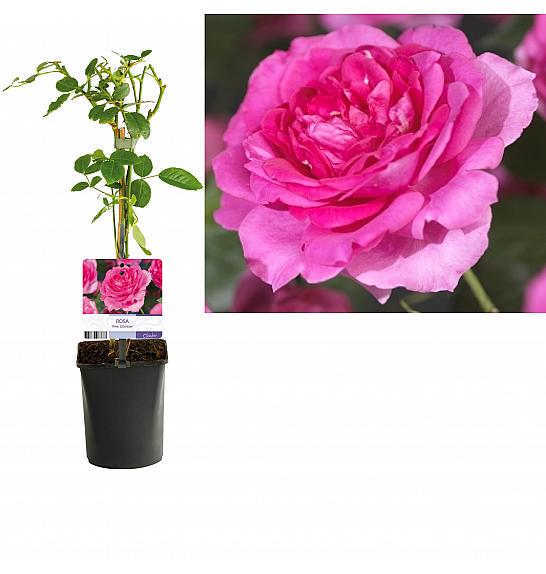 Rosa Pink Climber C1,5 Lit. 30-40 cm