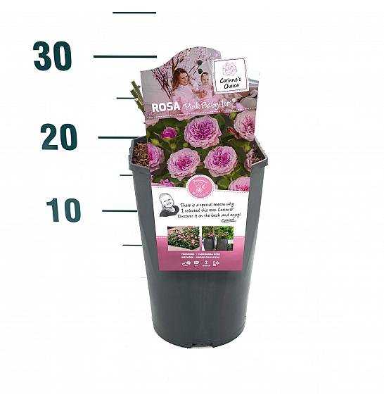 Rosa Pink Babyflor® C3 Lit. 10-15 cm