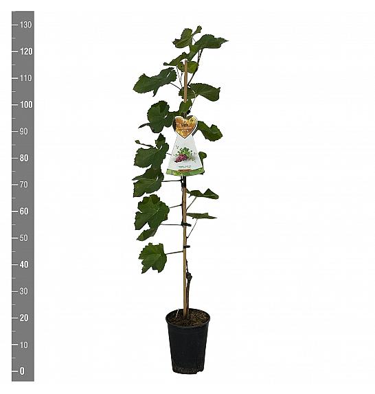 Vitis vinifera Suffolk Red C4 Lit. 100-120 cm
