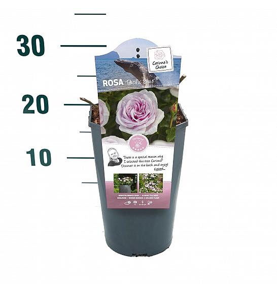 Rosa Pacific Blue® C3 Lit. 10-15 cm