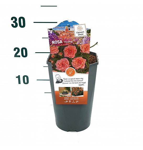 Rosa Ninetta® C3 Lit. 10-15 cm