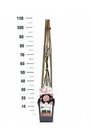 Rosa New Dreams® C5 Lit. 40-60 cm Vzpenjava