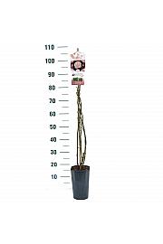 Rosa New Dreams® C3 Lit. 50-60 cm Vzpenjava