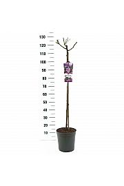 Rosa Nautica® C6 Lit. Na steblu 90 cm