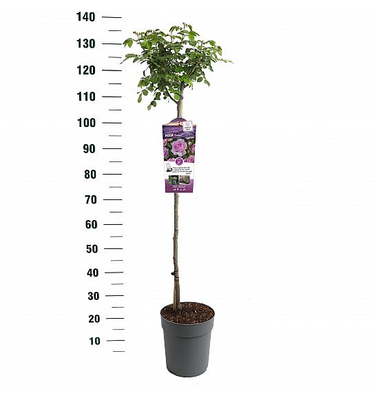 Rosa Nautica® C6 Lit. Na steblu 90 cm