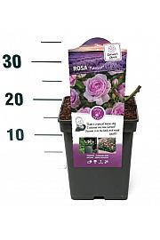 Rosa Nautica® C5 Lit. 15-20 cm