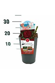 Rosa Marlene® C3 Lit. 10-15 cm