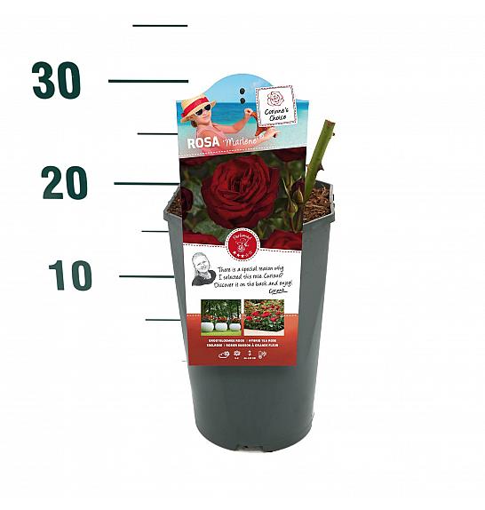Rosa Marlene® C3 Lit. 10-15 cm