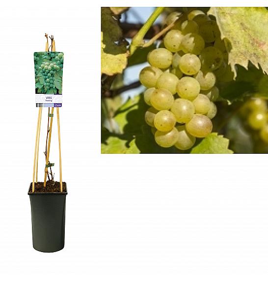 Vitis vinifera Reisling C2,5 Lit. 40-60 cm
