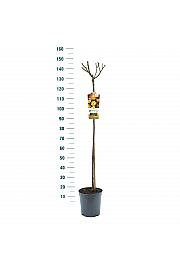 Rosa Lampion® C6 Lit. Na steblu 110 cm